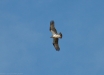 Aquila-pescatrice-Pandion-haliaetus
