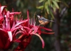 Beccospino-orientale-Eastern-Spinebill-Acanthorhynchus-tenuirostris