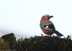 DPP07DE011D0D2B51 - L'ospite inatteso (Garrulus glandarius) – (Canon EOS7D, Canon 400 f/5.6, 1/640s, f/5.6, ISO 250, mano libera dietro al vetro della finestra).