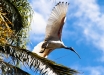 Ibis australiano del giardino botanico (Brisbane, QLD, Australia) – (Dati di scatto: Canon EOS 7D, Canon 24-105 f/4 L IS USM, 1/8000 sec, f/4.0, ISO 1600, mano libera)