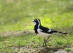 Foto 19 - Una gazza burlona (Grallina cyanoleuca) di Port MacQuarie (NSW, Australia) - (Dati di scatto: Canon EOS 7D, Canon 24-105 f/4 L IS USM, 1/640 sec, f/4.0, ISO 100, mano libera)