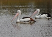 Foto 20 - Pellicani (Pelecanus conspicillatus) a Port MacQuarie (NSW, Australia) - (Dati di scatto: Canon EOS 7D, Canon 24-105 f/4 L IS USM, 1/1250 sec, f/4.0, ISO 100, mano libera)
