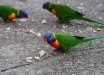 Foto 23 - Lorichetti arcobaleno (Trichoglossus haematodus) al Camping Shoal Bay Holiday Park (Port Stephens-Shoal Bay, NSW, Australia) - – (Dati di scatto: Canon EOS 7D, Canon 24-105 f/4 L IS USM, 1/125 sec, f/4.0, ISO 200, mano libera)