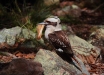 Foto 24 - Il Kookaburra (Dacelo novaeguineae), uno dei simboli d'Australia (Gan Gan Lookpoint, Anna Bay, NSW, Australia) - – (Dati di scatto: Canon EOS 7D, Canon 24-105 f/4 L IS USM, 1/8000 sec, f/4.0, ISO 800, mano libera)