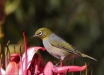 Foto 25 - Uno dei simpatici occhialini dorsogrigio (Silvereye, Zosterops lateralis) al Gan Gan Lookpoit (Anna Bay, NSW, Australia) – (Dati di scatto: Canon EOS 7D, Canon 24-105 f/4 L IS USM, 1/4000 sec, f/4.0, ISO 800, mano libera)