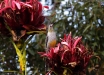 Foto 26 - Antocera rossa, un melifagide (Red wattlebird, Anthochaera carunculata) al Gan Gan Lookpoint (Anna Bay , NSW, Australia) – (Dati di scatto: Canon EOS 7D, Canon 24-105 f/4 L IS USM, 1/2000 sec, f/4.0, ISO 800, mano libera)