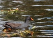 Gallinella-fosca-Dusky-Moorhen-Gallinula-tenebrosa