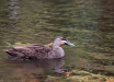 Germano-del-Pacifico-Pacific-Black-Duck-Anas-superciliosa
