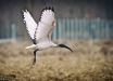 Ibis_Sacro_MG_8678