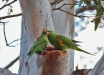 Lorichetto-dal-petto-scaglioso-Scaly-breasted-Lorikeet-Trichoglossus-chlorolepidotus