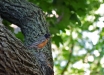 Merlo-americano-American-robin