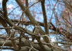 Manorina-chiassosa-Noisy-Miner-Manorina-melanocephala