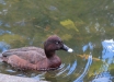 Moretta-australiana-Hardhead-Aythya-australis