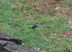 Scricciolo-azzurro-superbo-Superb-Fairy-wren-Malurus-cyaneus