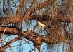Willie-Wagtail-Rhipidura-leucophrys