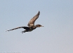 Cormorano