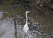 Airone bianco