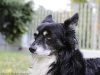 DPP_SAMPLES_0002 - Schumy dog