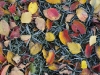 DPP_SAMPLES_0003 - Red, yellow, and Co.