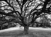 Albero del giardino botanico di Brisbane (QLD, Australia) -  (Dati di scatto: Canon EOS 7D, Sigma 8-16 f/4.5/5.6 DC HSM, 1/32 sec, f/9, ISO 100, mano libera)