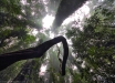 Foto 13 - La foresta pluviale del Dorrigo National Park (NSW, Australia) - (Dati di scatto: Canon EOS 7D, Sigma 8-16 f/4.5/5.6 DC HSM, 1/32 sec, f/4.5, ISO 100, mano libera)