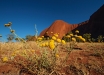 Foto 43 - Fiori gialli di Uluru (NT, Australia) - (Dati di scatto: Canon EOS 7D, Sigma 8-16 f/4.5/5.6 DC HSM, 1/2000 sec, f/8, ISO 400, mano libera a terra)